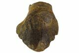 Fossil Ankylosaur Tooth - Montana #108133-1